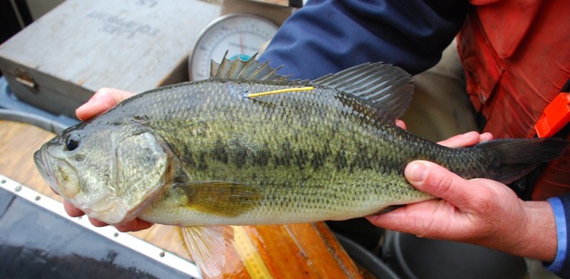 Walleye, bass and trout in eight Pennsylvania waterways have been tagged.