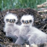 Bald Eagle Chicks