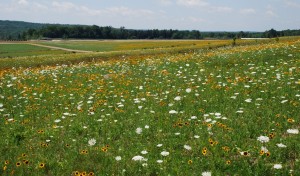 Field of Honor