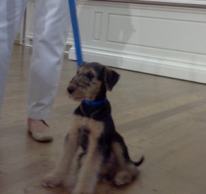 Meet "Harry," the male Airedale Terrier. His name is short for "Harrisburg"