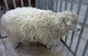 Farm Show, Sheep