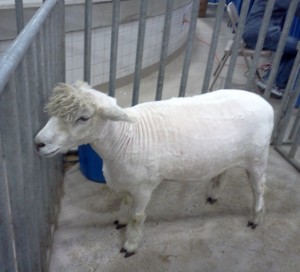 Farm Show, Sheep