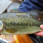 Walleye, bass and trout in eight Pennsylvania waterways have been tagged.