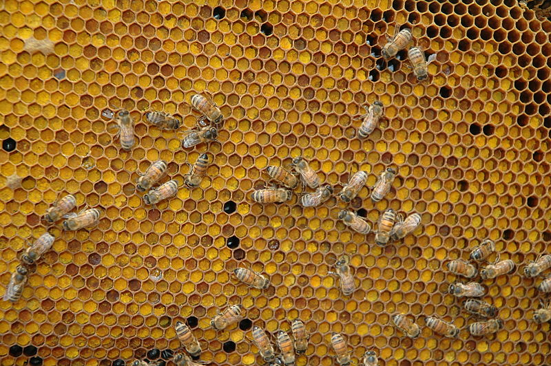 Honeybees