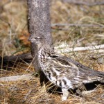 Ruffed Grouse in the Wild