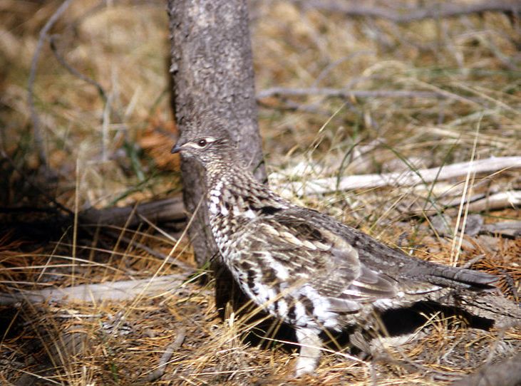 Ruffed Grouse in the Wild