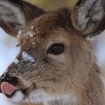 Whitetail Deer