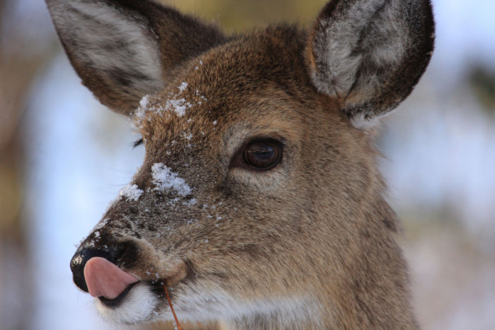 Whitetail Deer