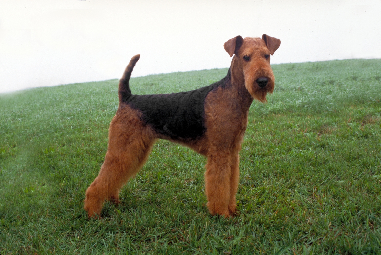 Airedale Terrier